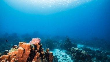 Karayip Denizi / Curacao 'daki mercan resiflerinin turkuaz sularında Anemone, balık, mercan ve süngerli deniz manzarası.