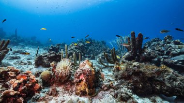 Karayip Denizi / Curacao 'daki mercan resiflerinin turkuaz sularında Anemone, balık, mercan ve süngerli deniz manzarası.