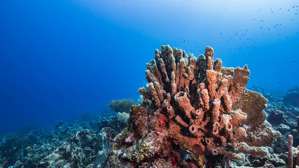 Море Бірюзовій Воді Коралового Рифу Карибському Морі Кюракао Рибою Коралами — стокове фото