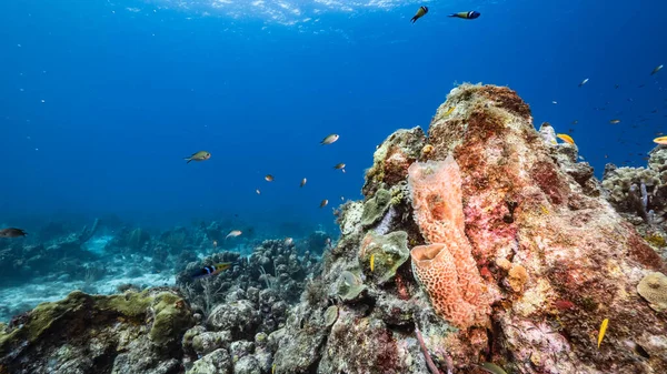 Море Бірюзовій Воді Коралового Рифу Карибському Морі Кюракао Рибою Коралами — стокове фото