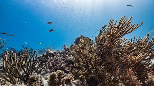 Seascape Shallow Water Coral Reef Caribbean Sea Curacao Fish Coral — Stock Photo, Image