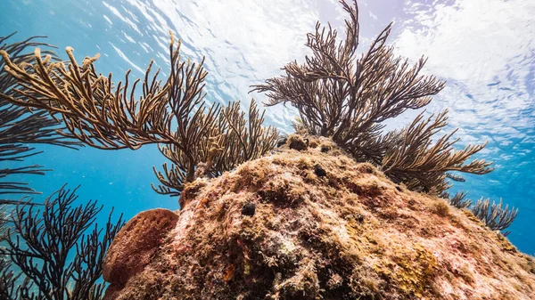 Paisaje Marino Aguas Poco Profundas Arrecife Coral Mar Caribe Curazao — Foto de Stock