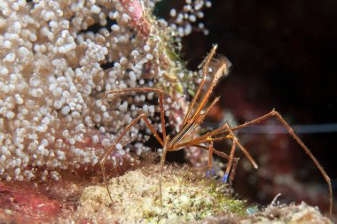 Karayip Denizi / Curacao mercan resifindeki Sarı Ok Yengeci 'ne yaklaş