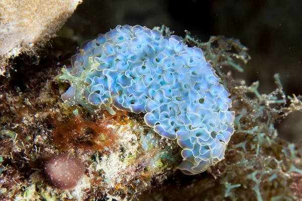 Close up of Lettuce Sea Slug in coral reef of the Caribbean Sea / Curacao