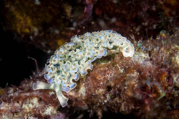 Karayip Denizi Curacao Mercan Kayalıklarında Marul Denizi Sümüklüböceği — Stok fotoğraf