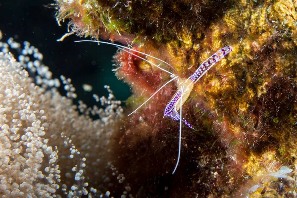 Detail Pederson Cleaner Krevety Korálovém Útesu Karibského Moře Curacao — Stock fotografie