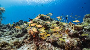 Karayip Denizi / Curacao 'daki mercan resiflerinin turkuaz sularında Grunt Okulu, mercan ve süngerle birlikte deniz manzarası.