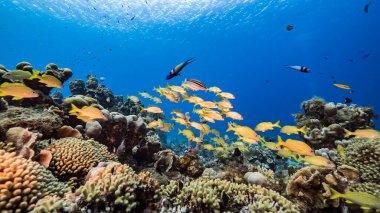 Karayip Denizi / Curacao 'daki mercan resiflerinin turkuaz sularında Grunt Okulu, mercan ve süngerle birlikte deniz manzarası.