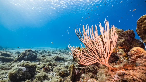 Seascape Turquoise Water Coral Reef Caribbean Sea Curacao Fish Coral — Stock Photo, Image