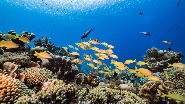 Karayip Denizi / Curacao 'daki mercan resiflerinin turkuaz sularında Grunt Okulu, mercan ve süngerle birlikte deniz manzarası.