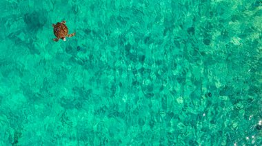 Hava görüntüsü: Yeşil Deniz Kaplumbağası Karayip Denizi 'ndeki mercan resiflerinin sığ sularında yüzüyor - Curacao