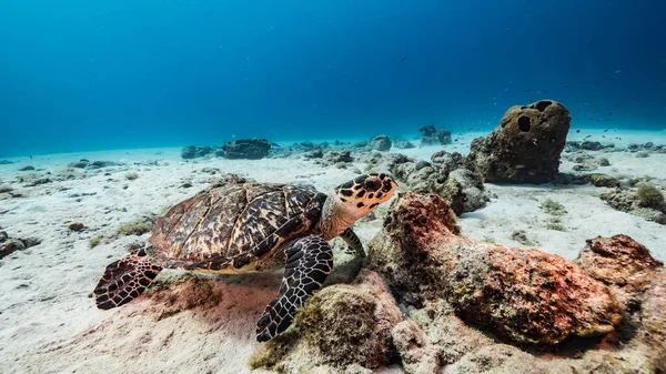 Hawksbill Turtle Swim Turquoise Water Coral Reef Caribbean Sea Curacao — Stock Photo, Image