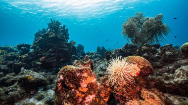 Karayip Denizi / Curacao 'daki mercan resiflerinin turkuaz sularında Anemone, balık, mercan ve süngerli deniz manzarası.