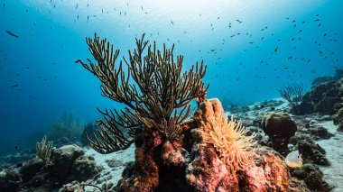 Karayip Denizi / Curacao 'daki mercan resiflerinin turkuaz sularında Anemone, balık, mercan ve süngerli deniz manzarası.
