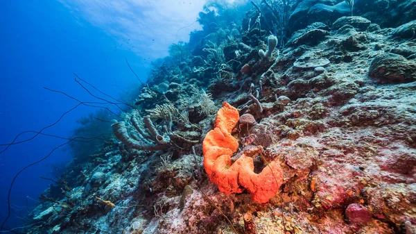 Θαλάσσιο Τοπίο Πτώση Κοραλλιογενή Ύφαλο Της Καραϊβικής Θάλασσας Κουρασάο Ψάρια — Φωτογραφία Αρχείου