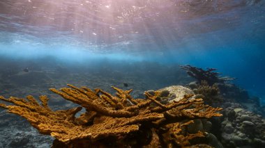 Karayip Denizi / Curacao 'daki mercan resifinin sığ sularında balık, Elkhorn Mercanı, sünger ve yüzeye ve güneş ışınlarına bakınız.
