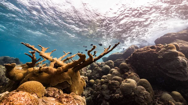 Havslandskap Grunt Vatten Korallrev Karibiska Havet Curacao Med Fisk Elkhorn — Stockfoto