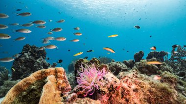 Karayip Denizi / Curacao 'daki mercan resiflerinin turkuaz sularında Anemone, balık, mercan ve süngerli deniz manzarası. 