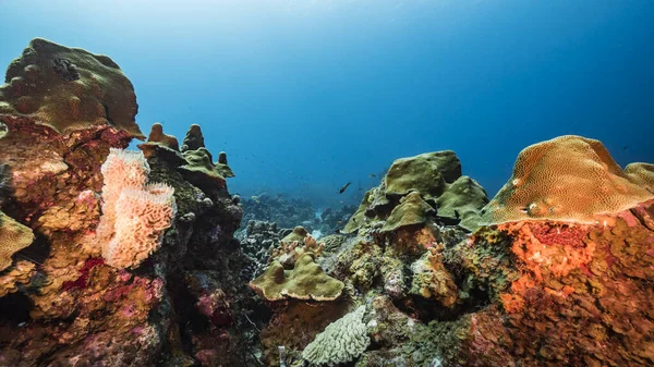 Capa Marinha Água Azul Turquesa Recife Coral Mar Caribe Curaçao — Fotografia de Stock