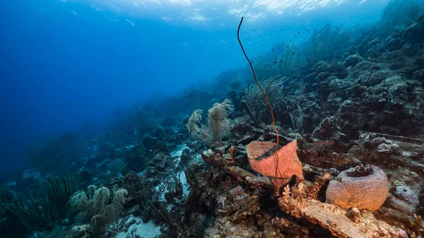 Havslandskap Turkost Vatten Korallrev Karibiska Havet Curacao Med Fisk Korall — Stockfoto