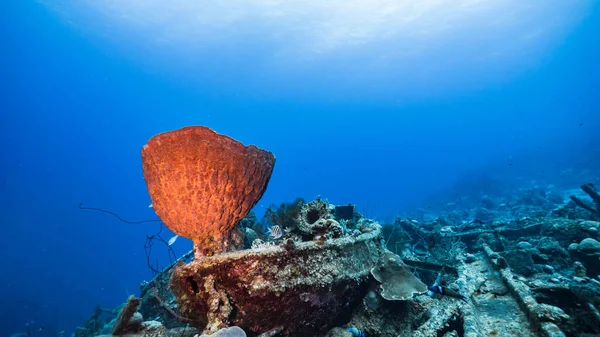 Naufragio Aguas Turquesas Arrecife Coral Mar Caribe Curazao Con Esponja —  Fotos de Stock