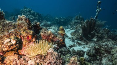 Karayip Denizi / Curacao 'daki mercan resiflerinin turkuaz sularında Anemone, balık, mercan ve süngerli deniz manzarası.