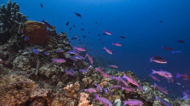 Karayip Denizi / Curacao 'daki mercan resifinin turkuaz suyu içinde Creole Wrasse, mercan ve sünger ile birlikte deniz burnu.
