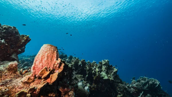 Havslandskap Turkost Vatten Korallrev Karibiska Havet Curacao Med Fisk Korall — Stockfoto