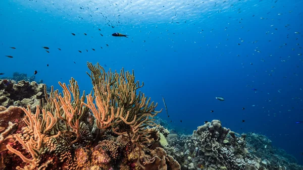 Zeegezicht Turkoois Water Van Koraalrif Caribische Zee Curacao Met Vis — Stockfoto