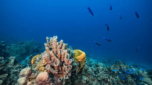 Seascape Turquoise Water Coral Reef Caribbean Sea Curacao Fish Coral — Stock Photo, Image