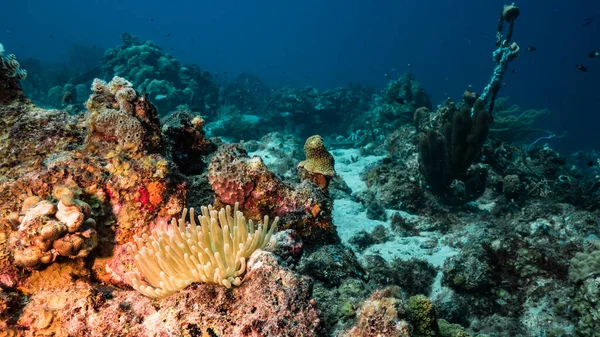 Θαλάσσιο Τοπίο Τυρκουάζ Νερά Κοραλλιογενών Υφάλων Στην Καραϊβική Θάλασσα Κουρασάο — Φωτογραφία Αρχείου