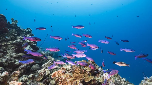 Seascape Tyrkysové Vodě Korálových Útesů Karibiku Moře Curacao Kreolskou Wrasse — Stock fotografie