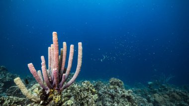 Karayip Denizi / Curacao 'daki mercan resiflerinin turkuaz sularında balık, mercan ve soba borusu süngerli deniz manzarası.