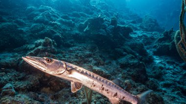 Karayip Denizi / Curacao 'daki mercan resiflerinin turkuaz sularında Barakuda, mercan ve süngerle birlikte deniz manzarası.