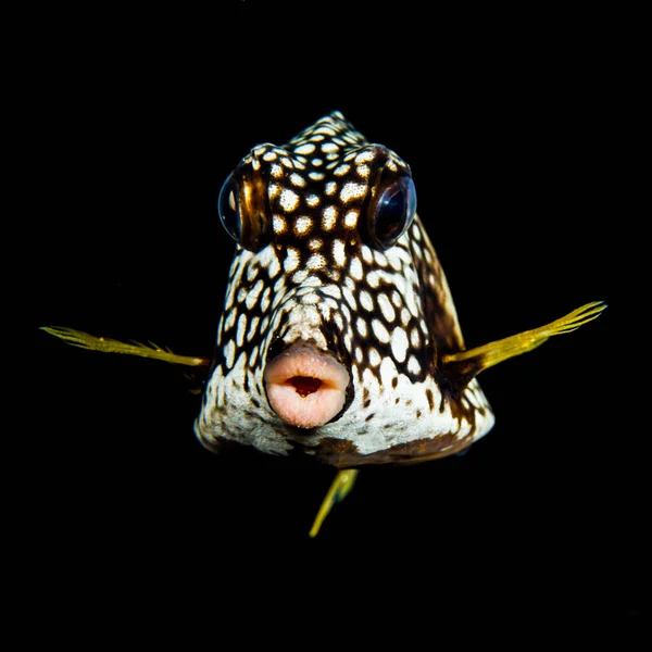 Portrait Smooth Trunkfish Blackwater Caribbean Sea Curacao — Stock Photo, Image