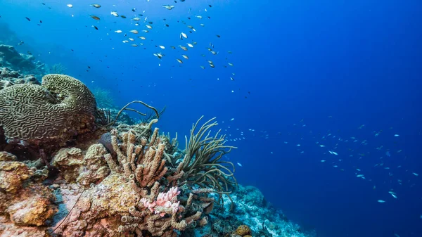 Seascape Turquoise Water Coral Reef Caribbean Sea Curacao Fish Coral — Stock Photo, Image