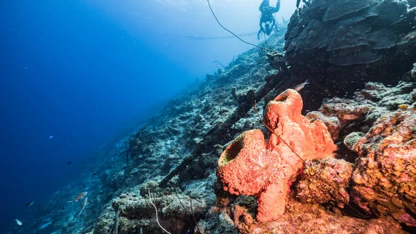 Capa Marinha Queda Recife Coral Mar Caribe Curaçao Com Peixe — Fotografia de Stock