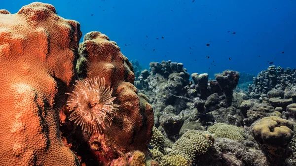 Paisaje Marino Aguas Turquesas Arrecife Coral Mar Caribe Curazao Con —  Fotos de Stock