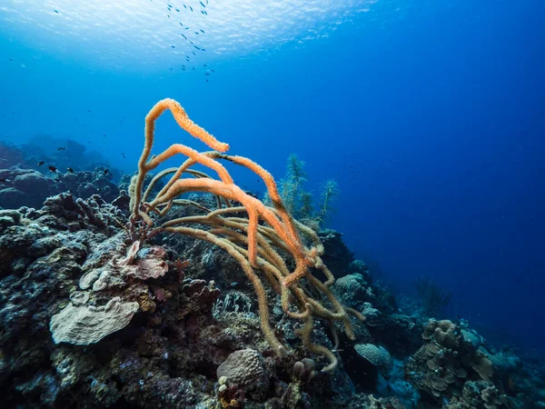 Море Бірюзовій Воді Коралового Рифу Карибському Морі Кюракао Рибою Коралами — стокове фото