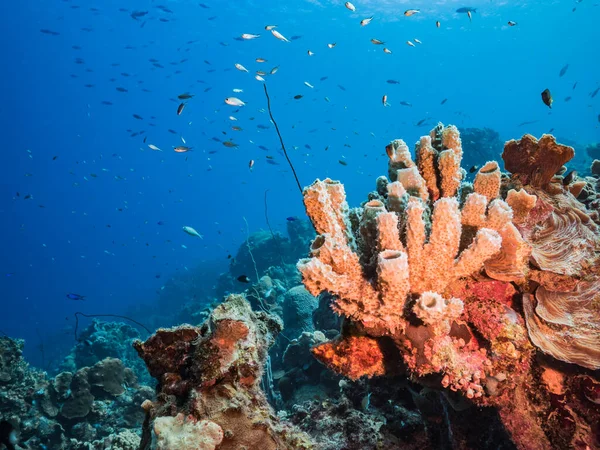 Zeegezicht Turkoois Water Van Koraalrif Caribische Zee Curacao Met Vis — Stockfoto