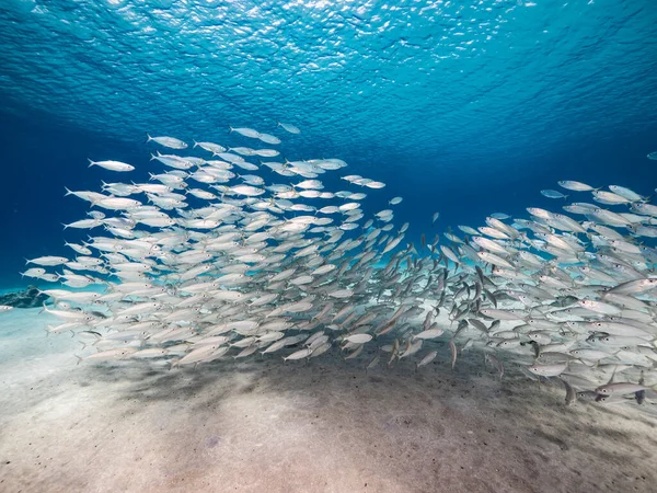 Bait Ball School Fish Shallow Water Reef Caribbean Sea Curacao — 스톡 사진