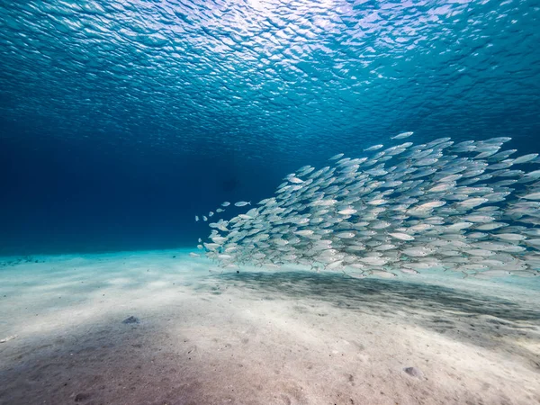 Bait Ball School Fish Shallow Water Reef Caribbean Sea Curacao — 스톡 사진