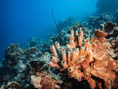 Karayip Denizi / Curacao 'daki mercan resiflerinin turkuaz sularında balık, mercan ve vazo süngerli deniz manzarası