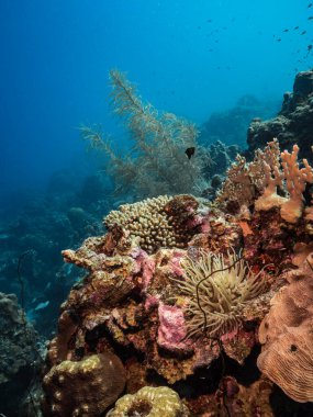 Karayip Denizi / Curacao 'daki mercan resiflerinin turkuaz sularında Anemone, balık, mercan ve süngerli deniz manzarası.