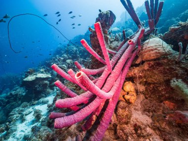 Karayip Denizi / Curacao 'daki mercan resiflerinin turkuaz sularında balık, mercan ve büyük soba borusu süngerli deniz manzarası.