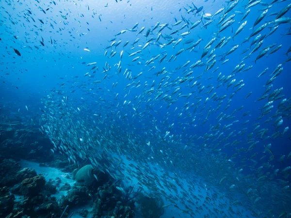 Bola Cebo Escuela Peces Agua Turquesa Arrecife Coral Mar Caribe — Foto de Stock