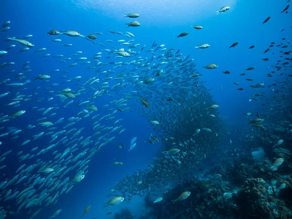 Bait Ball School Fish Turquoise Water Reef Caribbean Sea Curacao — 스톡 사진