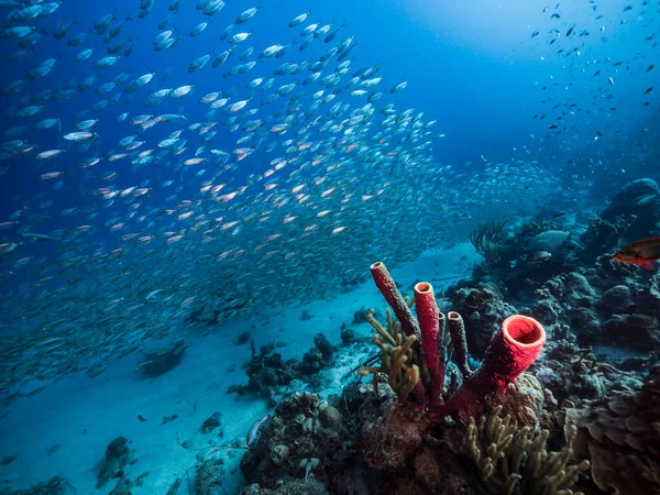 カリブ海のサンゴ礁のターコイズブルーの海の魚群 保存管スポンジ付きキュラソー — ストック写真