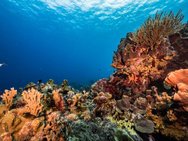 Karayip Denizi / Curacao 'daki mercan resiflerinin turkuaz sularında balık, mercan ve süngerle kaplanmış deniz manzarası.