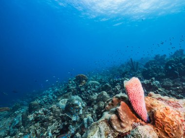 Karayip Denizi / Curacao 'daki mercan resiflerinin turkuaz sularında balık, mercan ve gök mavisi vazo süngerli deniz manzarası.
